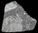Wide Fossil Seed Fern Plate - Pennsylvania #65946-1